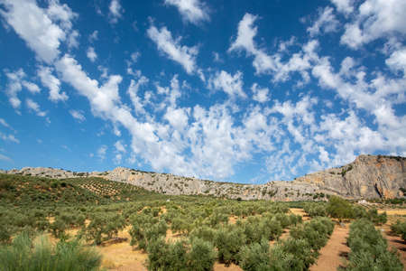 Andalusian landscape with yellow hills and green olive trees plantations, Spainの写真素材
