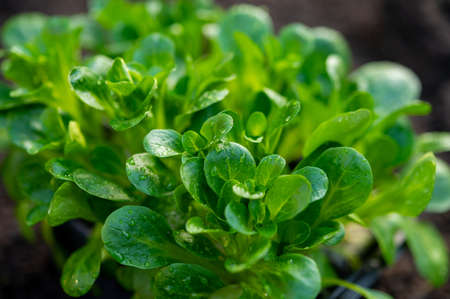 Spring in organic vegetable garden, young corn salad or feldsalad sprouts ready for planting outside in soil close upの写真素材