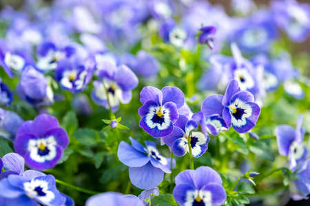 Spring garden works, ornamental colorful flowers of viola plant  close up