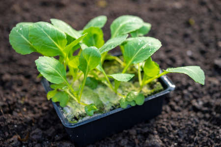 Spring in organic vegetable garden, young cabbage plant ready for planting outside in soil close up