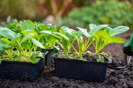Spring in organic vegetable garden, young cabbage plant ready for planting outside in soil close up