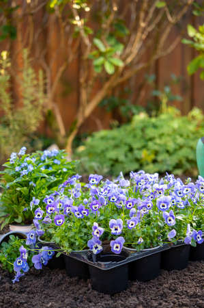 Spring garden works, ready for planting in soil ornamental colorful flowers of viola plant close up
