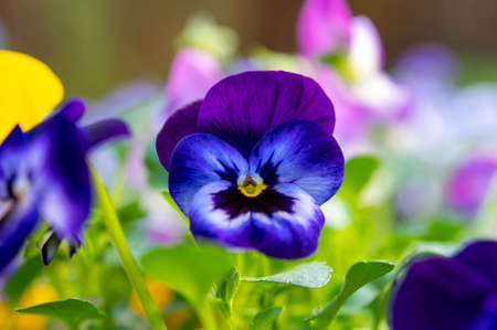 Spring garden works, ornamental colorful flowers of viola plant  close up