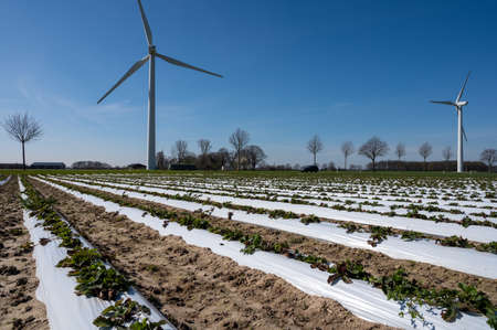 Spring fields with rows of young strawberry plants growing outdoor on soil beds covered with white...