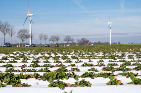 Spring fields with rows of young strawberry plants growing outdoor on soil beds covered with white...