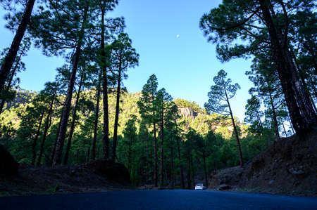 Scenic view on Caldera de Taburiente with green pine forest, ravines and rocky mountains near...