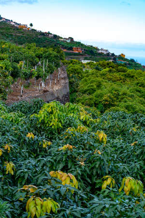 Eco farming on La Palma island, plantations with organic mango trees with many sweet ripe  mango...