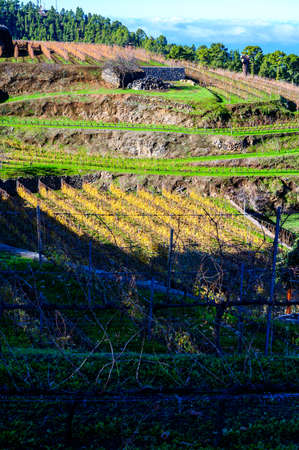 Sunny winter landscape with view on terraced vineyards located above clouds level on mountains slopes near village Puntagorda, north wine production region on La Palma island, Canary, Spainの写真素材