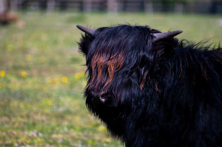 Young black hairy Highland cattle cow from Scotlandの写真素材