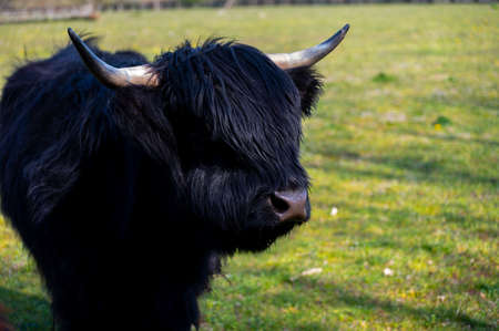 Young black hairy Highland cattle cow from Scotland