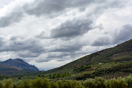 Andalusian landscape with yellow hills and green olive trees plantations, Spainの写真素材