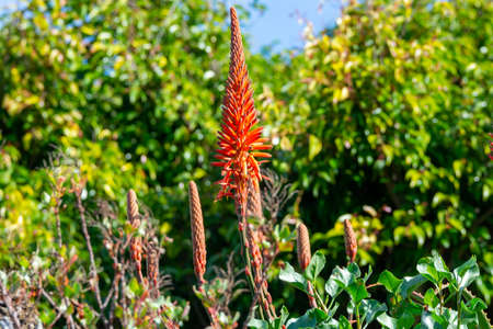Colorful blossom of aloe vera plant on tropical island La Palma, Canary, Spain in winterの写真素材