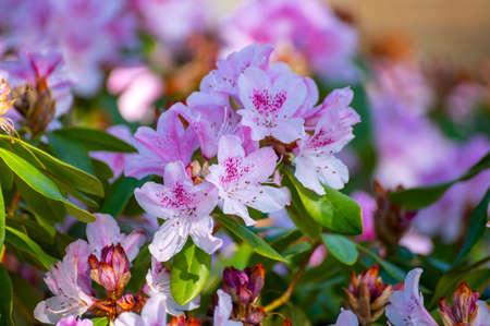 Spring blossom of rhododendron or azalea flowers close upの写真素材