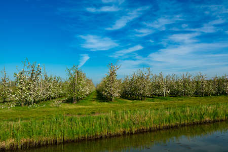Rows with blossoming apple fruit trees in springtime in farm orchards in sunny day, Betuwe, Netherlandsの写真素材