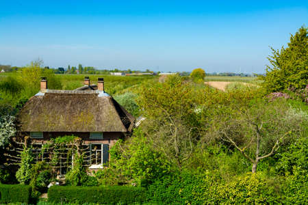 Small Dutch village and fruit orchards with spring blossom along dam in Betuwe, Netherlands in sunny...