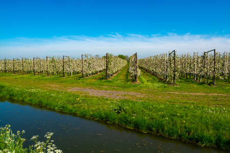 Rows with blossoming apple fruit trees in springtime in farm orchards in sunny day, Betuwe,...