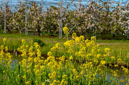 Rows of cherry trees with white blossom in fruit orchard with bird protection sytem in sunny spring...