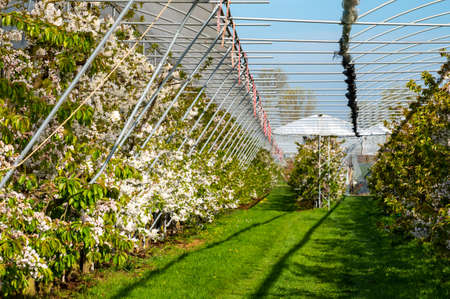 Rows of cherry trees with white blossom in fruit orchard with bird protection sytem in sunny spring...