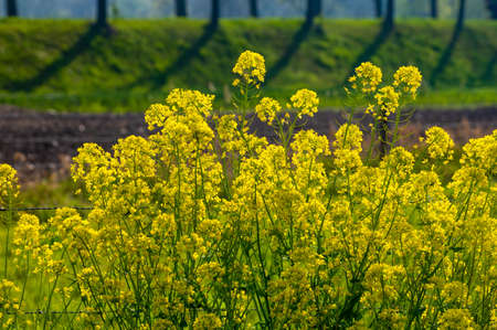 Yellow blossom of rapeseed plant in sunny spring day, source of vegetable oil and protein mealの写真素材