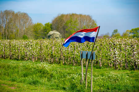 Springtime in fruit region Betuwe in Netherlands, Dutch flag and blossoming orchard with apple, pear, cherry and pear treesの写真素材
