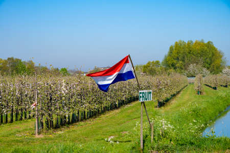 Springtime in fruit region Betuwe in Netherlands, Dutch flag and blossoming orchard with apple, pear, cherry and pear treesの写真素材