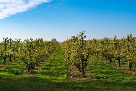 Rows with old plum or pear fruit trees with white blossom in springtime in farm orchards, Betuwe,...
