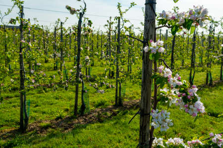 Pink blossom of apple fruit tree in springtime in farm orchards, Betuwe, Netherlands, close upの写真素材
