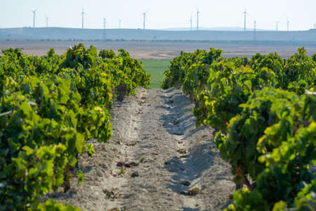 Landscape with famous sherry wines grape vineyards in Andalusia, Spain, sweet pedro ximenez or...