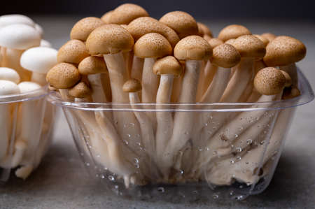 Fresh uncooked buna brown and bunapi white shimeji edible mushrooms from Asia, rich in umami tasting...