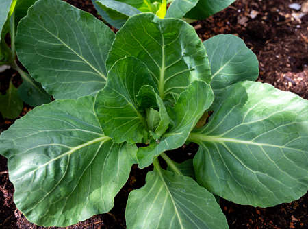 Young shoots of white cabbage plant  growing on organic farm close up