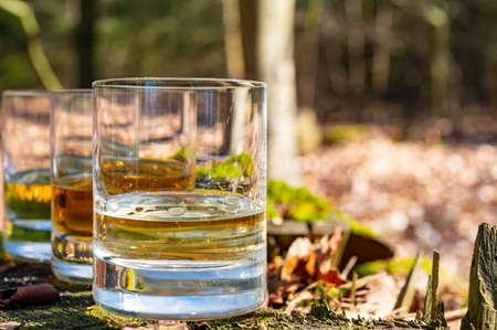 Tasting of scotch single malt whisky from Islay island, most intensely flavoured of all whiskies in Scotland with green moss and old stump backgroundの写真素材