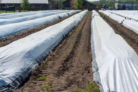 Rows of white asparagus plants growing under plastic film on small bio farm