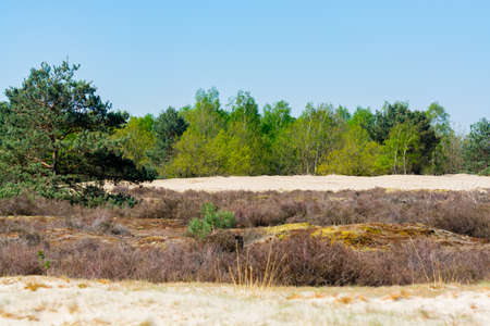 Desert nature landscapes in national park De Loonse en Drunense Duinen, North Brabant, Netherlands...