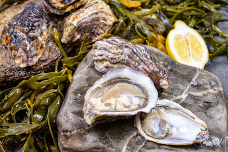 Fresh pacific or japanese oysters molluscs shucked on stone with kelp seaweed background ready to eat close upの写真素材