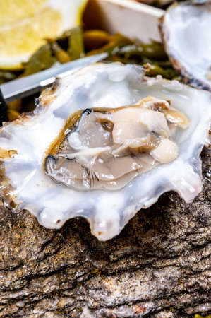 Fresh open zeeuwse creuse pacific or japanese oysters molluscs on fish market in Yerseke, Netherlands ready to eatの写真素材