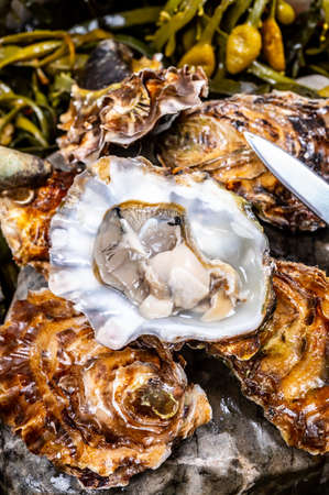 Fresh open zeeuwse creuse pacific or japanese oysters molluscs on fish market in Yerseke, Netherlands ready to eatの写真素材