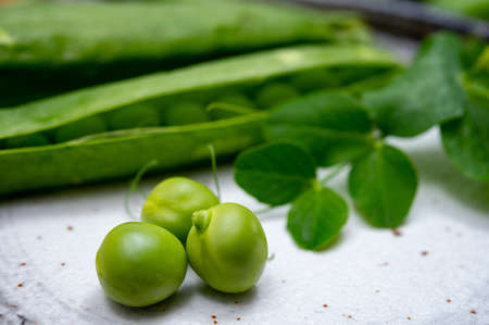 New harvest of fresh ripe green peas legumes