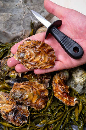 Fresh zeeuwse creuse pacific or japanese oysters molluscs on fish market in Yerseke, Netherlandsの写真素材