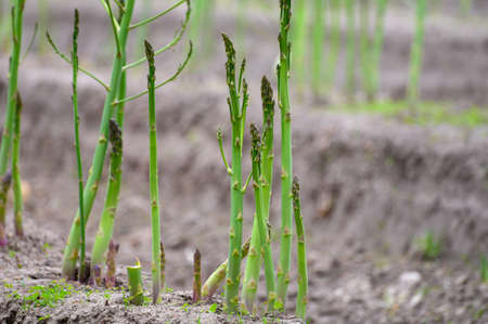 Early summer growth cycle of white asparagus plant, fern development