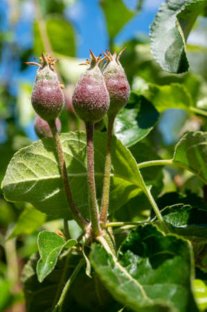 Apple fruit development stages, mini apples growing on tree in springの写真素材