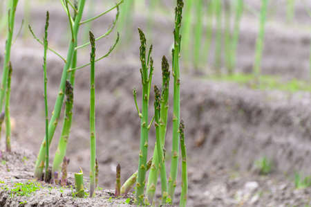 Early summer growth cycle of white asparagus plant, fern developmentの写真素材