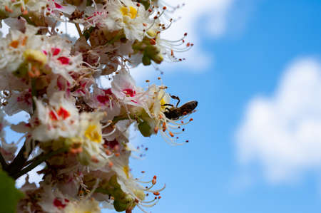 Spring white blossom of chesnut trees and pollination on flowers by bees close upの写真素材