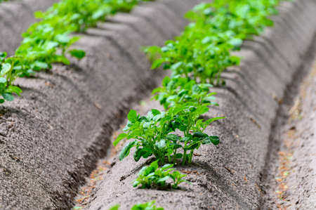 Young potato plants growing in rows on field in springtimeの写真素材