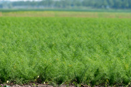 Farm field with growing green annual Florence fennel bulbing plants, foeniculum vulgare azoricum.の写真素材