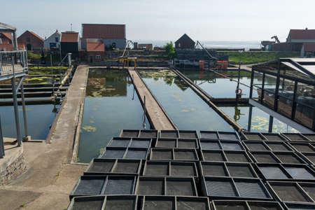 Zeeuwse village Yerseke with famous oysters wells for cultivation of Flat Belon and Creuse oysters...