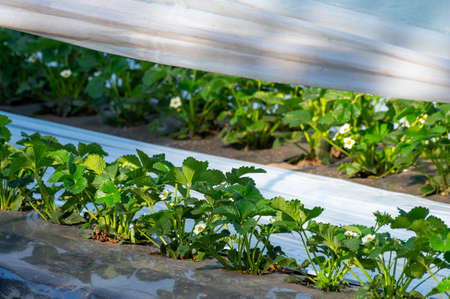 Cultivation of strawberry fruits using the plasticulture method, plants growing on plastic mulch in walk-in greenhouse polyethylene tunnelsの写真素材