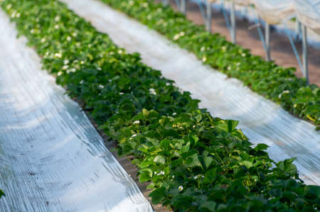 Cultivation of strawberry fruits using the plasticulture method, plants growing on plastic mulch in walk-in greenhouse polyethylene tunnelsの写真素材