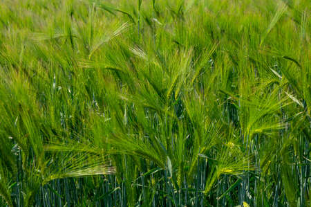 Spring barley grain fields with unripe green crops, main ingredient for whisky drinkの写真素材