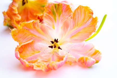 Colorful pink salmon parrot tulips on white background copy space floral concept