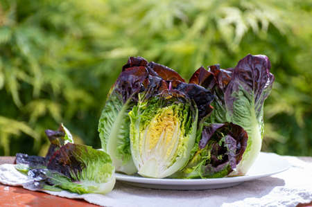 Fresh harvest of Violet romaine or cos lettuce, tasty vegetarian foodの写真素材